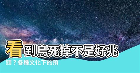 一直看到死掉的鳥|為什麼幾乎見不到鳥類的屍體？它們死後的屍體都去哪裡了？